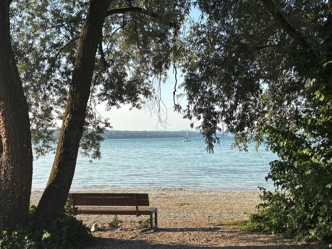 Baum am Ufer des Ammersees bei Eching